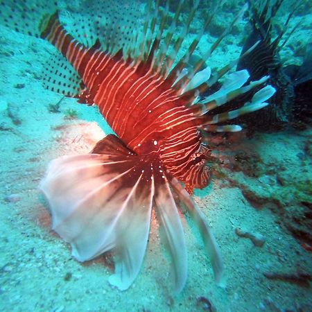 Dive Planet Mafia Island Utende Bagian luar foto