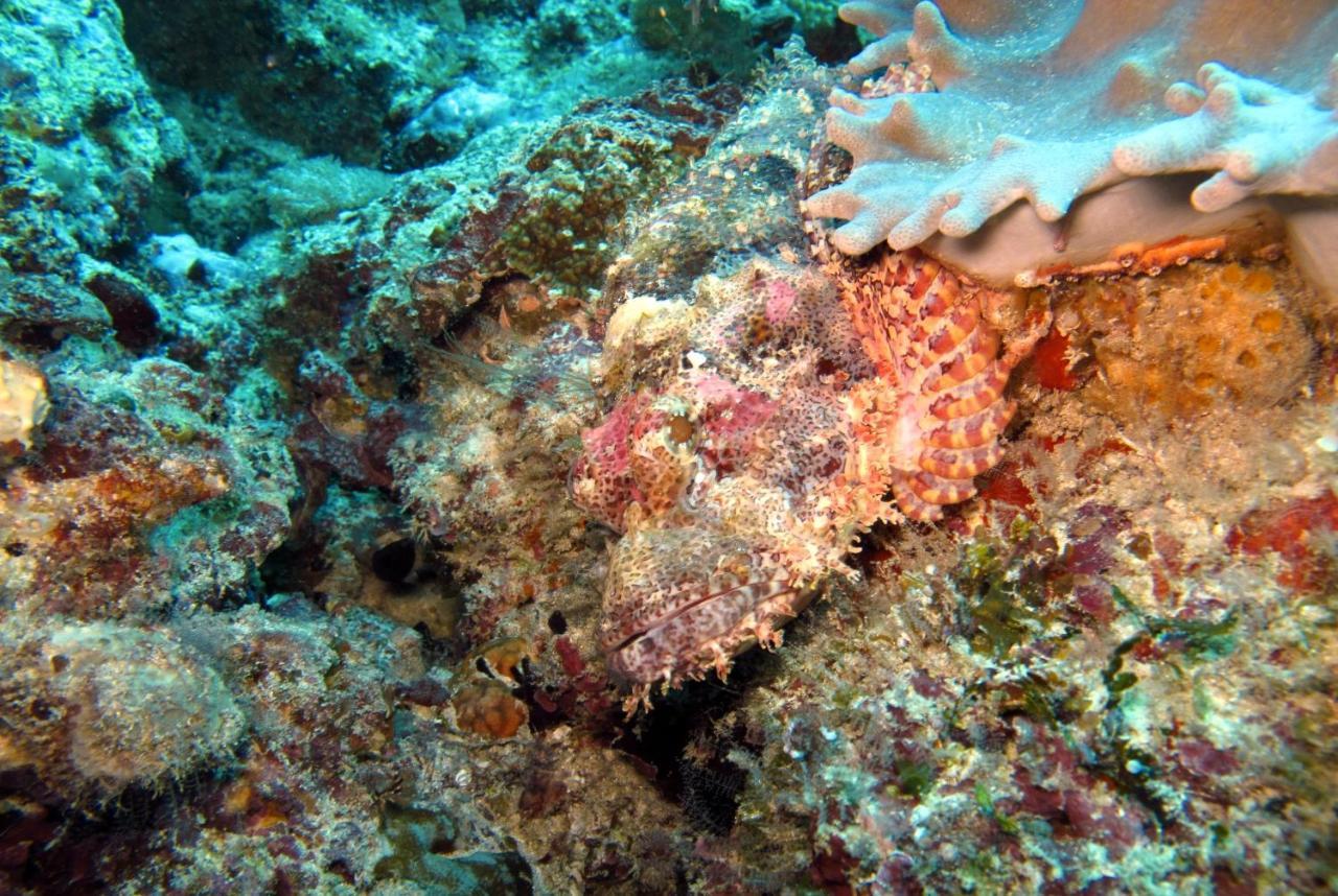 Dive Planet Mafia Island Utende Bagian luar foto