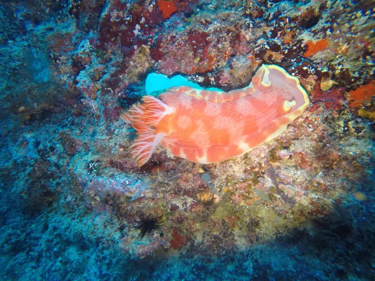 Dive Planet Mafia Island Utende Bagian luar foto