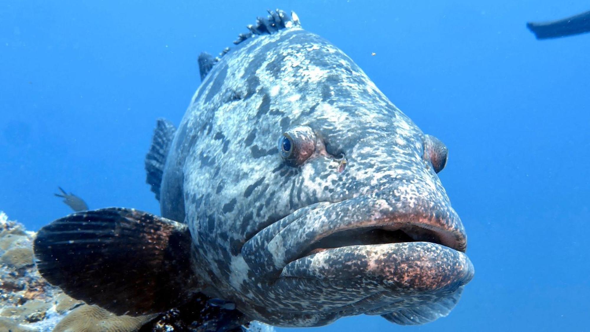 Dive Planet Mafia Island Utende Bagian luar foto