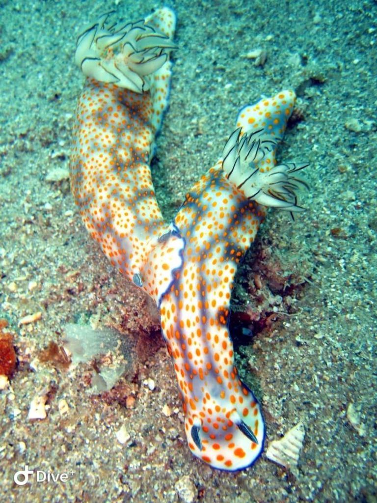 Dive Planet Mafia Island Utende Bagian luar foto