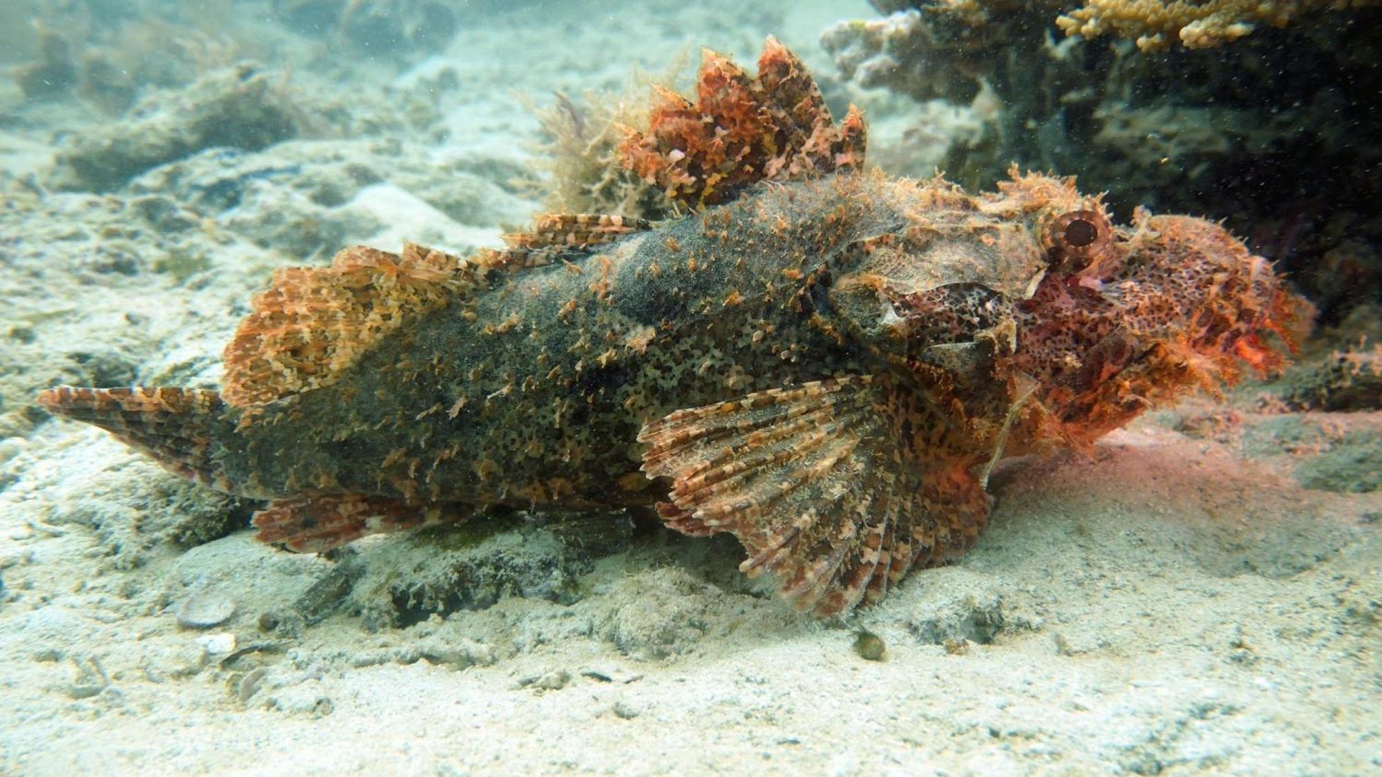 Dive Planet Mafia Island Utende Bagian luar foto