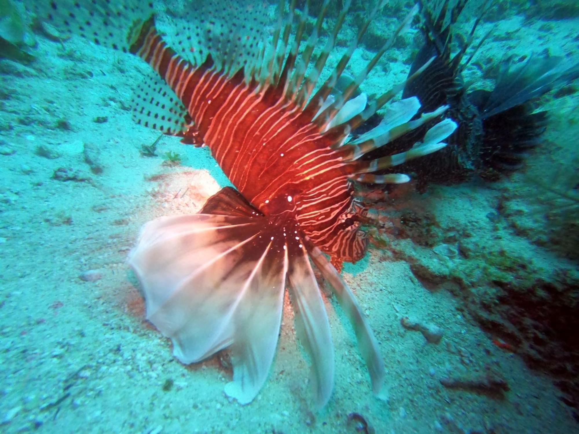 Dive Planet Mafia Island Utende Bagian luar foto