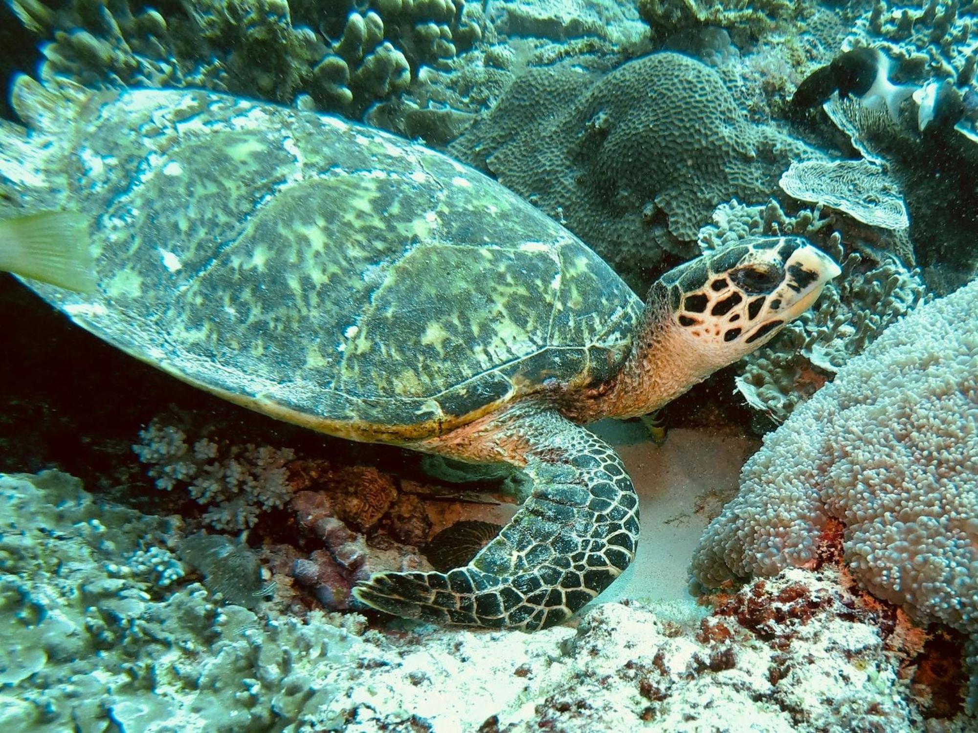 Dive Planet Mafia Island Utende Bagian luar foto